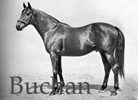 Buchan (GB) b c 1916 Sunstar (GB) - Hamoaze (GB), by Torpoint (GB)
