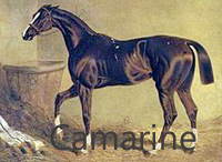 Camarine (GB) ch f 1828 Juniper (GB) - Sister To Chapeau De Paille (GB), by Rubens (GB)