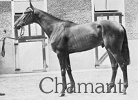 Chamant (FR) b c 1950 Majano (FR) - Pamphylie (FR), by Black Devil (USA)
