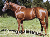Deep Diver (IRE) ch c 1969 Gulf Pearl (GB) - Miss Stephen (IRE), by Stephen Paul (IRE)