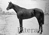 Fiterari (FR) b c 1924 Sardanapale (FR) - Miss Bachelor (IRE), by Bachelor's Double (IRE)