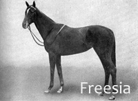 Freesia (GB) ch f 1915 Lochryan (IRE) - Orby Mare (IRE), by Orby (GB)