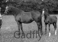 Gadfly (GB) b f 1896 Hampton (GB) - Merry Duchess (GB), by Speculum (GB)