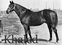 Khaled (GB) b c 1943 Hyperion (GB) - Eclair (GB), by Ethnarch (GB)