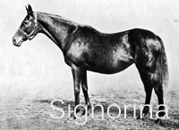 Signorina (GB) br f 1887 St. Simon (GB) - Star Of Portici (ITY), by Heir At Law (GB)