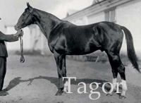 Tagor (RUS) ch c 1915 Floreal (RUS) - Paraguaj (RUS), by Quo Vadis (FR)