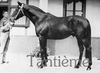 Tantime (FR) b c 1947 Deux Pour Cent - Terka (FR), by Indus (FR)