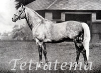 Tetratema (IRE) gr c 1917 The Tetrarch (IRE) - Scotch Gift (IRE), by Symington (GB)