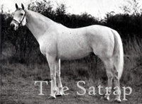 The Satrap (IRE) gr c 1924 The Tetrarch (IRE) - Scotch Gift (IRE), by Symington (GB)