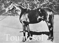 Tournesol (GB) b c 1922 Gainsborough (GB) - Soliste (FR), by Prince William (GB)